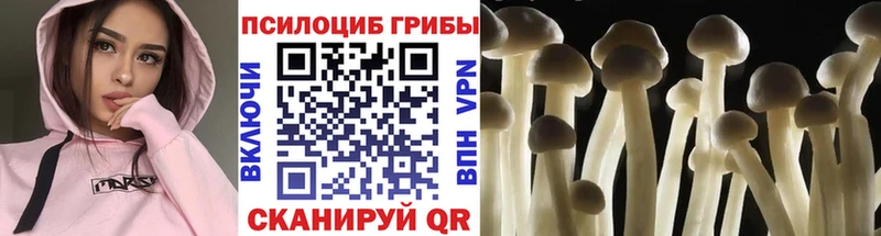 Псилоцибиновые грибы GOLDEN TEACHER  Купить закладки  Клин 